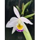 C. Eldorado s/m alba ( Self )