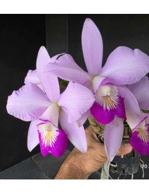 C . Nobilior x C. Violace 