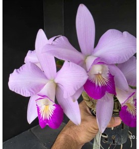 C . Nobilior x C. Violace 