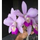 C . Nobilior x C. Violace 