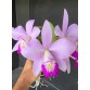 C . Nobilior x C. Violace 