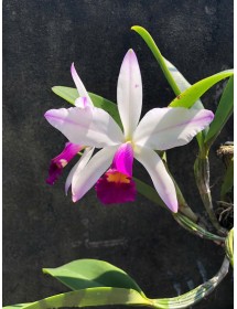 C. Brymeriana semi alba flamea