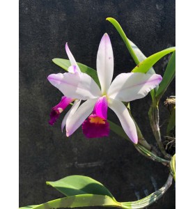 C. Brymeriana semi alba flamea