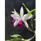 C. Brymeriana semi alba flamea