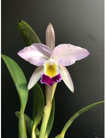 C. Eldorado x C. Lueddemanniana 