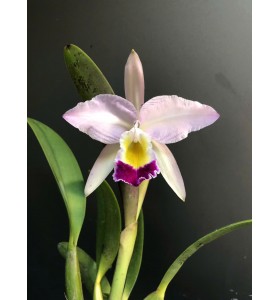 C. Eldorado x C. Lueddemanniana 