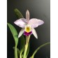 C. Eldorado x C. Lueddemanniana 