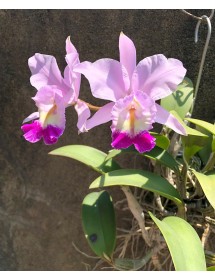 C. Nobilior x C. Sea Breeze 