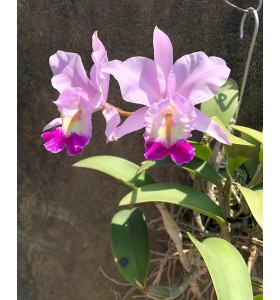 C. Nobilior x C. Sea Breeze 