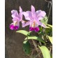 C. Nobilior x C. Sea Breeze 