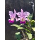 C. Nobilior x C. Sea Breeze 
