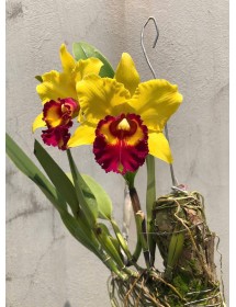 Blc. New Berry " Marigold "