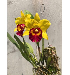 Blc. New Berry " Marigold "