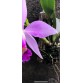 C. Brymeriana venosa
