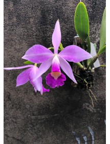 C. Brymeriana venosa