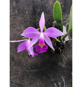 C. Brymeriana venosa