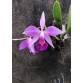 C. Brymeriana venosa