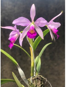 C. Brymeriana tipo ( Select )