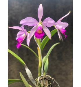 C. Brymeriana tipo ( Select )