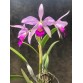 C. Brymeriana tipo ( Select )