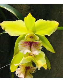 Bc. Pluto " Green Dragon "