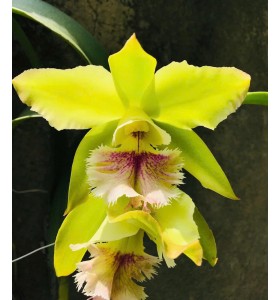 Bc. Pluto " Green Dragon "