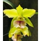  Bc. Pluto " Green Dragon "
