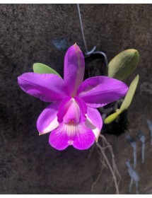 C. Walkeriana tipo  - Mutation 