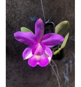 C. Walkeriana tipo  - Mutation 