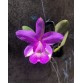 C. Walkeriana tipo  - Mutation 