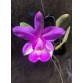 C. Walkeriana tipo  - Mutation 
