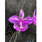 C. Walkeriana tipo  - Mutation 