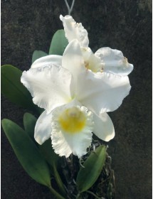 C. Trianae alba