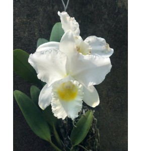C. Trianae alba