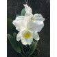 C. Trianae alba