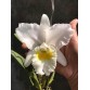 C. Trianae alba