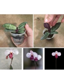 Lan H&agrave;i Paph. delenatii Vinicolor