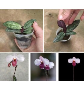 Lan H&agrave;i Paph. delenatii Vinicolor