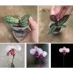 Lan Hài Paph. delenatii Vinicolor