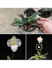 Lan H&agrave;i Paph. Magic Lantern Semi