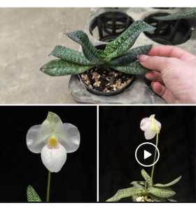 Lan H&agrave;i Paph. Magic Lantern Semi
