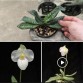 Lan Hài Paph. Magic Lantern Semi
