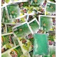 Npk 17-17-17 - Kích nụ mai, tạo nút kim