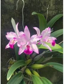 L. Anceps x Pot. Tokyo Magic  " Flash "