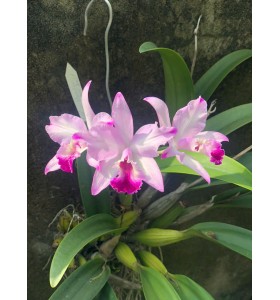 L. Anceps x Pot. Tokyo Magic  " Flash "