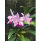L. Anceps x Pot. Tokyo Magic  " Flash "