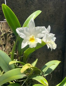 L. Anceps alba x  L. Rubescenes alba