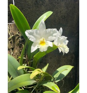L. Anceps alba x  L. Rubescenes alba