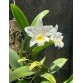 L. Anceps alba x  L. Rubescenes alba