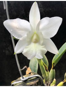 Lc. Aloha case alba 